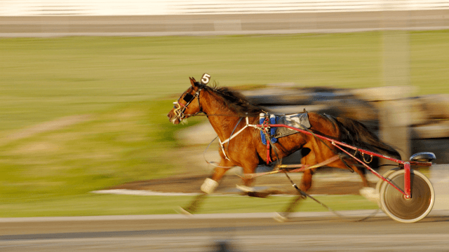 bettingsida med trav